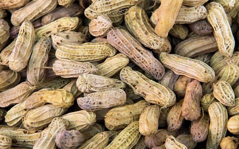 Ilustrasi kacang ilmuwan - Sumber: pixabay.com/kengkreingkrai-1480774