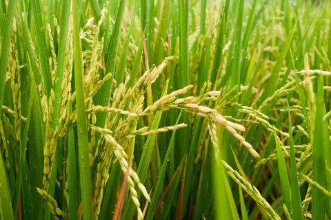 Ilustrasi padi di sawah. Foto: Unspalsh