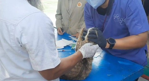 Pelaksanaan vaksinasi dan pemberian obat cacing serta vitamin bagi kucing di Kampung Sunter Muara, RW 05, Sunter Agung, Tanjung Priok, Jakut, Jumat (14/7).  Foto: Thomas Bosco/kumparan