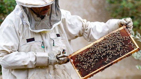 Peternak mengangkat sarang madu untuk segera dipanen. Foto: Khalil MAZRAAWI/AFP