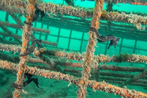 Pemandangan Kuda Laut Putih di sebuah hotel kuda laut di Sydney, Australia, 18 Juli 2023. Foto: David Harasti/Handout via REUTERS