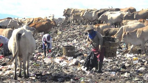 Penampakan peternakan sapi di Tempat Pemrosesan Akhir (TPA) Piyungan pada 2019 lalu. Foto: Widi RH Pradana/Pandangan Jogja