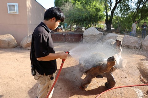 Penjaga kebun binatang, Shinji Otsuru, memandikan Elvis, kura-kura raksasa Galapagos di Kebun Binatang Phoenix, saat Arizona, AS, diterjang gelombang panas, pada Jumat (21/7/2023). Foto: Liliana Salgado/REUTERS