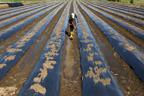 Petani menyiapkan lahan Daerah Aliran Sungai (DAS) untuk ditanami berbagai jenis tanaman pertanian dan palawija. Foto:  ANTARA FOTO/Irwansyah Putra