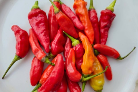 Cabai domba. Foto: kanghen10/Shutterstock