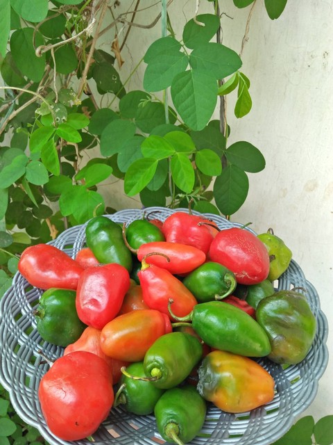 Cabai gendot. Foto: Hariyanto Surbakti/Shutterstock
