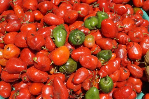 Cabai gendot. Foto: Erna Indah/Shutterstock