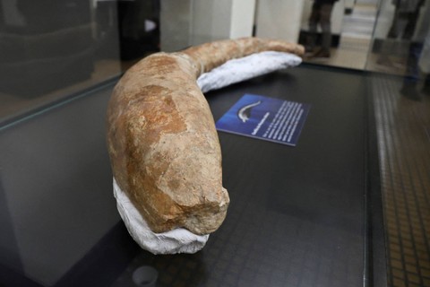 Fosil paus purba bernama Perucetus colossus, cetacea primitif dari kelompok Basilosauridae yang menghuni pantai Peru selama Eosen tengah, dipajang di Natural History Museum Lima, Peru, Rabu (2/8/2023). Foto: Sebastian Castaneda/REUTERS