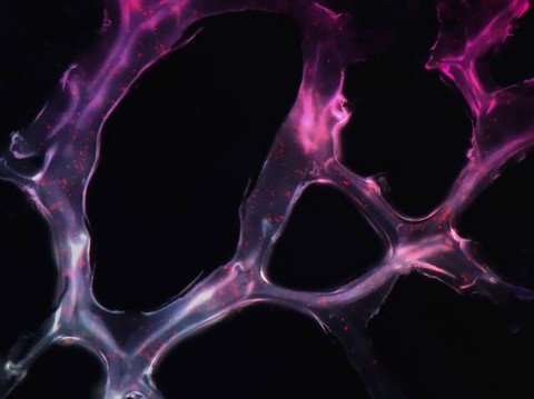 Ilustrasi struktur sel saraf. Foto: Unsplash/National Cancer Institute