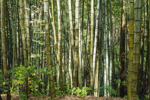 Ilustrasi beberapa jenis tumbuhan tunas. Foto: Unsplash/Alexander Schimmeck