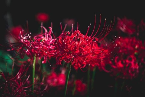 Ilustrasi jenis tanaman umbi lapis. Foto: Unsplash/S. Tsuchiya