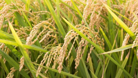 Foto Padi (Sumber: Shutterstock)