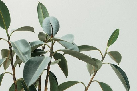 Ilustrasi tanaman membengkok ke arah cahaya dikarenakan peranan hormon. Foto hanya ilustrasi. Sumber foto: Unsplash/Scott Webb