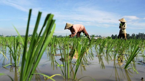 Ilustrasi padi sebagai kebutuhan pangan Indonesia. Foto: Arnas Padda/ANTARA FOTO