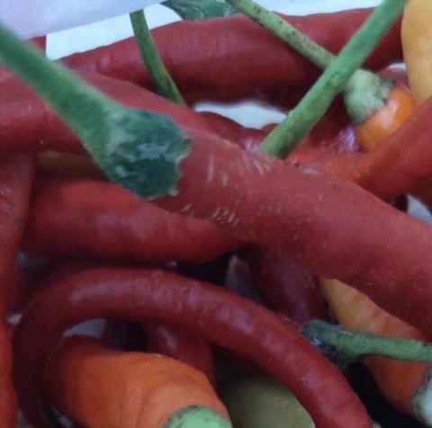 Cabai & ancaman inflasi pangan