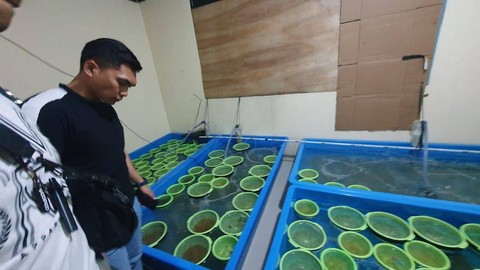 Polisi gagalkan penyelundupan 350 ribu baby lobster di Curug, Tangerang.  Foto: Dok. Istimewa