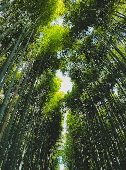 Ilustrasi tanaman bambu. Foto Marcel Kodama dari Pexels.com