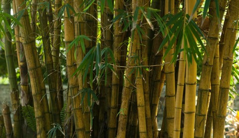 Ilustrasi bambu kuning. Foto: Oleksandr dari Pexels
