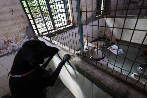 Ilustrasi anjing. Foto: Anushree Fadnavis/REUTERS