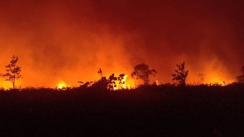  Karhutla yang terjadi di wilayah hutan di Desa Padu Banjar. (Foto dok : Samsidar/Ketua LPHD Padu Banjar)