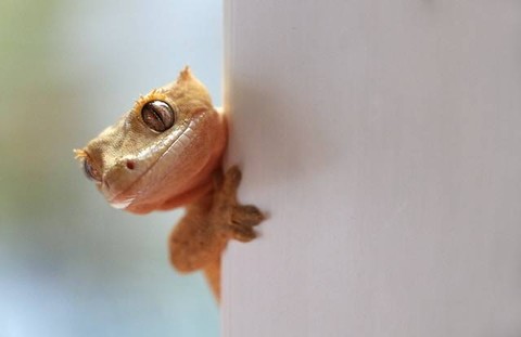 Ilustrasi Ciri Khusus Cicak Berdasarkan Habitatnya. Foto: dok. Unsplash/Pierre Bamin