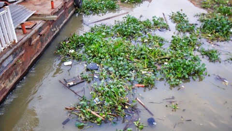 Tumpukan eceng gondok yang mengambang di Sungai Musi Palembang tak jauh dari lokasi dermaga poin Benteng Kuto Besak, Sabtu (9/9) Foto: ary priyanto/urban id