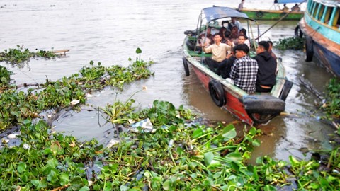 Tumpukan eceng gondok yang mengambang di Sungai Musi Palembang yang menjadi tontonan para pengujung Benteng Kuto Besak, Sabtu (9/9) Foto: ary priyanto/urban id