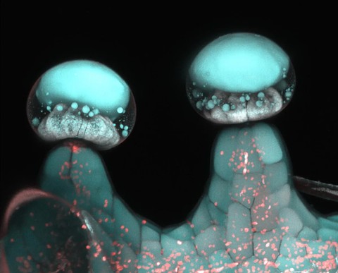 Gambar mikroskop multiphoton dari Trichomes kelenjar bertangkai.  Foto: Samuel Lab/ University of British Columbia (UBC)