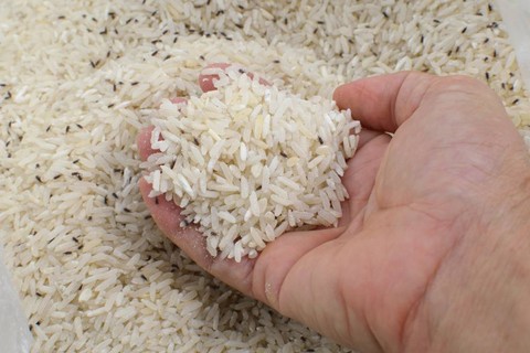 Ilustrasi Beras Berkutu. Foto: Shutterstock