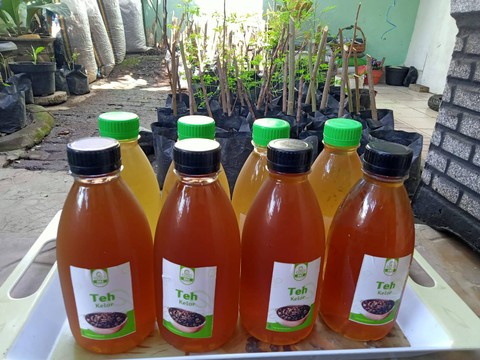 Cerita Iqbal Olah Lebih dari 3 Ribu Tanaman Kelor Jadi Puding Hingga Minuman