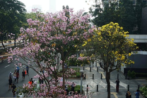 Warga berjalan di dekat bunga tabebuya yang bermekaran di Jalan Jenderal Sudirman, Jakarta, Minggu (17/9/2023). Foto: Iqbal Firdaus/kumparan