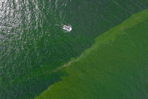 Pemandangan udara hijau air laut akibat mekarnya plankton di garis pantai Chonburi, Thailand, 14 September 2023. Foto: Napat Wesshasartar/REUTERS