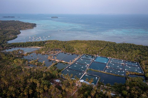 Limbah tambak udang yang merusak Karimunjawa, Kabupaten Jepara, Jawa Tengah. Foto: Greenpeace Indonesia