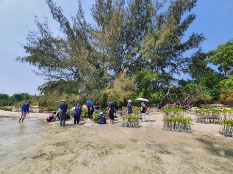 BRI tanam mangrove di Pulau Tidung. Foto: BRI