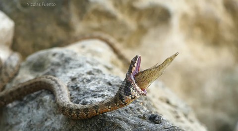 Ular makan ikan tapi nyangkut di tenggorokan.   Foto: Nicolas Fuento/Herpetology Notes