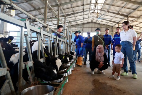 Nagita Slavina dan Cipung kunjungi Farm & Factory MilkLife di Subang. Foto: Dok. Istimewa