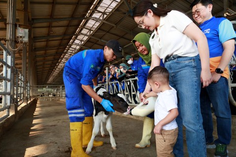 Nagita Slavina dan Cipung kunjungi Farm & Factory MilkLife di Subang. Foto: Dok. Istimewa