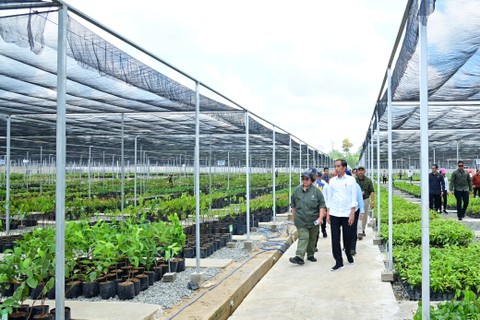 Presiden Joko Widodo di Persemaian Mentawir, Selasa (4/6/2024).. Foto: Dok. Biro Pers Setpres