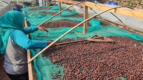 Proses pengeringan biji kopi oleh Kopi Puntang. Foto: Rachmadi Rasyad/kumparan