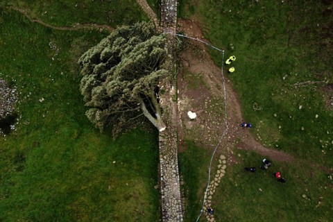 Pemandangan dari udara menunjukkan pohon Sycamore Gap yang ditebang, di sepanjang Tembok Hadrian, dekat Hexham, Inggris utara pada Kamis (28/9/2023). Foto: Oli Scarff/AFP