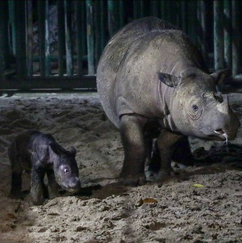 Anak badak sumatera kembali lahir di Suaka Rhino Sumatera Taman Nasional Way Kambas (SRS TNWK). | Foto: Biro Humas KLHK