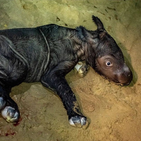 Anak badak sumatera kembali lahir di Suaka Rhino Sumatera Taman Nasional Way Kambas (SRS TNWK). | Foto: Biro Humas KLHK