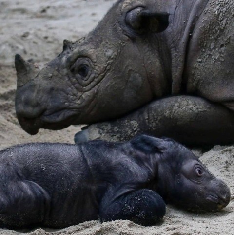 Anak badak sumatera kembali lahir di Suaka Rhino Sumatera Taman Nasional Way Kambas (SRS TNWK). | Foto: Biro Humas KLHK