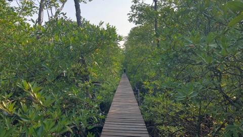 Jembatan kayu di wisata Hutan Mangrove Mentawir, dalam rangkaian press tour Forwaparekraf Selasa (3/10). Foto: Giovanni/kumparan