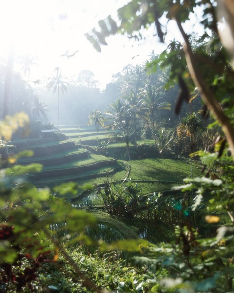 Ilustrasi sawah. Foto Arnie Watkins/ Pexels.com