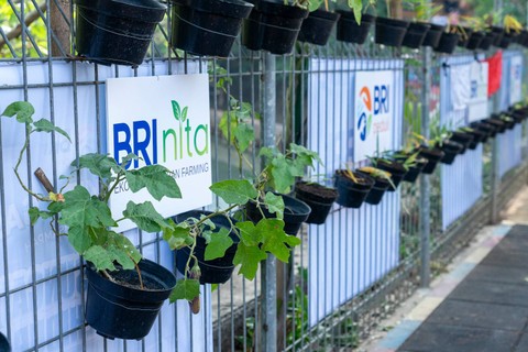 Bantuan Urban Farming BRI Bantu Tekan Angka Stunting di Kampung Bali (1)
