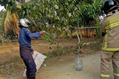 Saat petugas menangkap ular-ular kobra itu. Foto: Dok. Istimewa