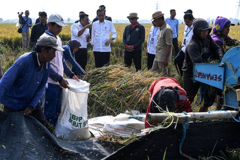 Presiden Joko Widodo (kelima kiri) berbincang dengan Plt Menteri Pertanian Arief Prasetyo Adi (keempat kiri) saat meninjau panen padi di area persawahan Kelompok Tani Mukti Tani IV, Desa Ciasem Girang, Ciasem, Subang, Jawa Barat, Minggu (8/10/2023).  Foto: Sigid Kurniawan/ANTARA FOTO