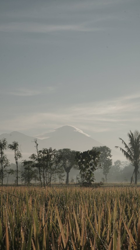 Ilustrasi pertanian di NTB. Foto: Anak Teta/Unsplash