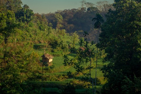 Ilustrasi pertanian di NTB. Foto: Maulana Aziz/Unsplash